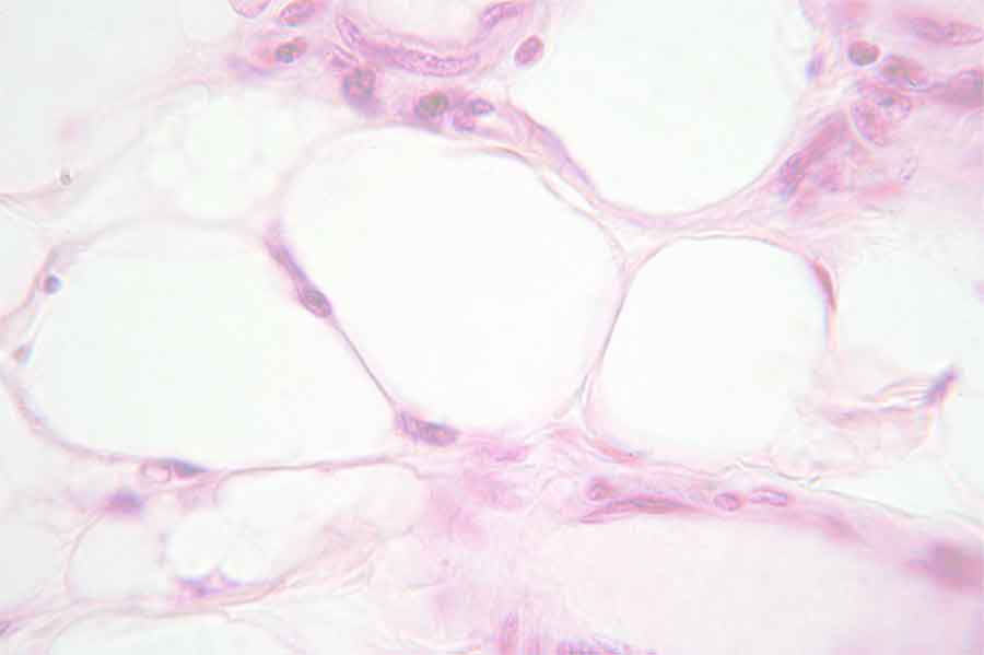 Histology Index Biology Diagrams